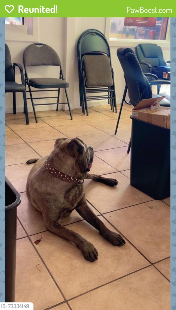 Reunited Male Dog last seen Near Seven Mile E, Detroit, MI 48234, Detroit, MI 48234