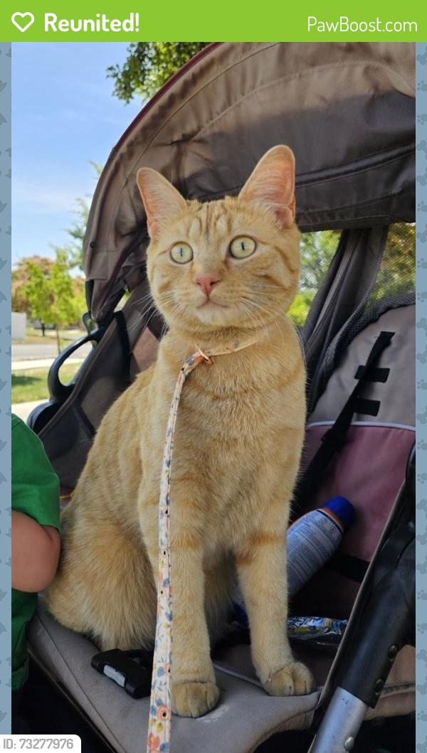 Reunited Male Cat last seen Freeport center, Clearfield, UT 84015