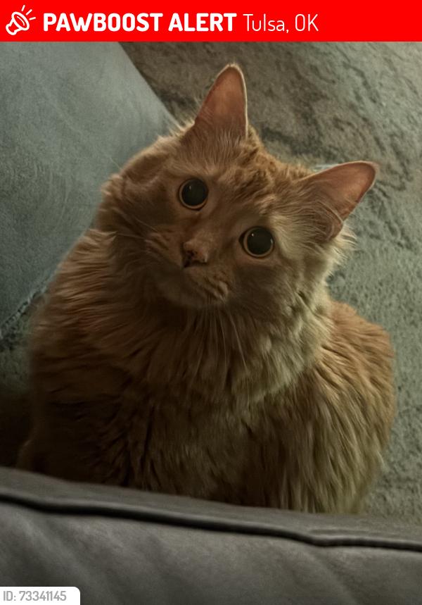 Lost Female Cat last seen Cat lives in the neighborhood south of Christian Chapel. That church is located on the west side of 78th and memorial, Tulsa, OK 74133