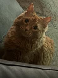 Lost Female Cat last seen Cat lives in the neighborhood south of Christian Chapel. That church is located on the west side of 78th and memorial, Tulsa, OK 74133