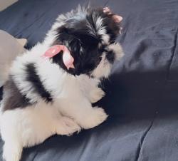 Lost Female Dog last seen Pueblo colorado, Pueblo, CO 81003
