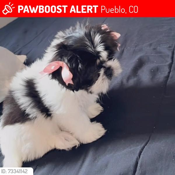 Lost Female Dog last seen Pueblo colorado, Pueblo, CO 81003
