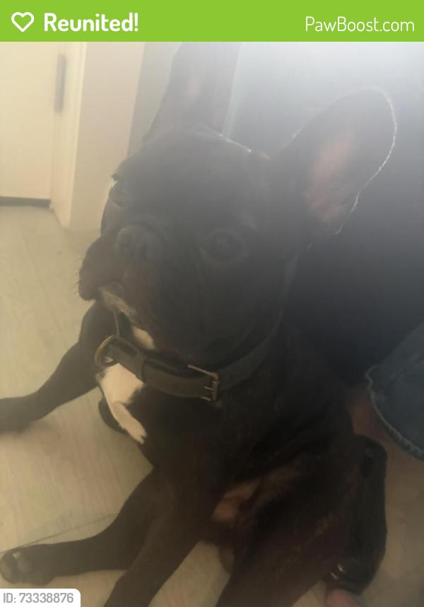 Reunited Male Dog last seen Dunk donuts, Fort Washington, PA 19034