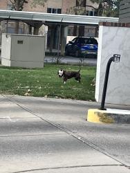 Found/Stray Male Dog last seen Park and 14th SW, Albuquerque, NM 87102