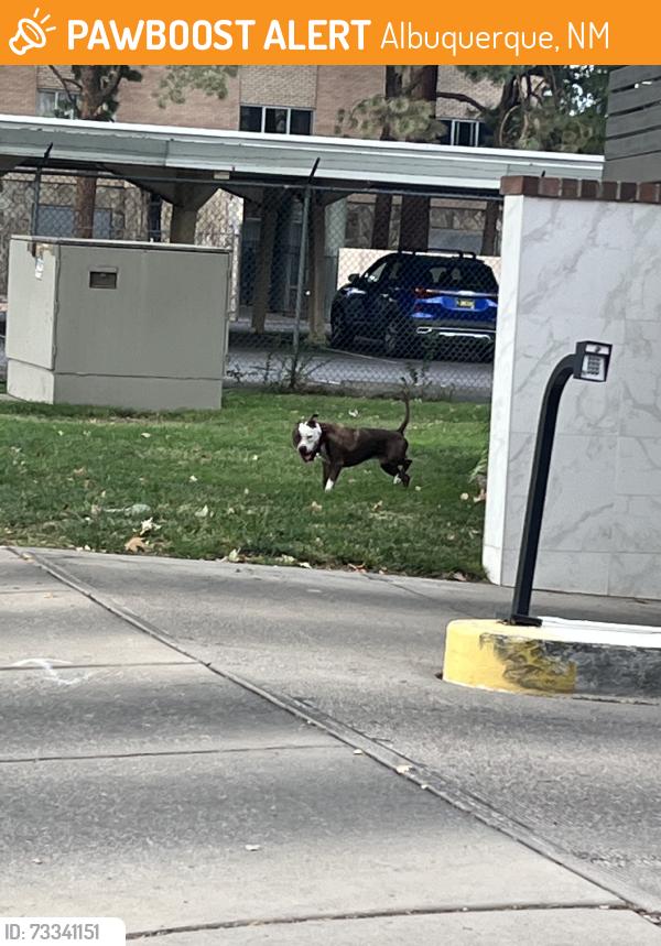 Found/Stray Male Dog last seen Park and 14th SW, Albuquerque, NM 87102