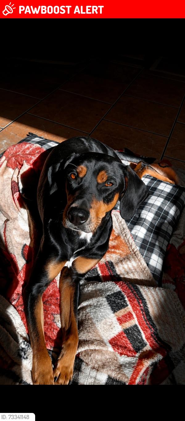 Lost Male Dog last seen Perto do clube italo, Jardim Columbia IV, PR 86707-770