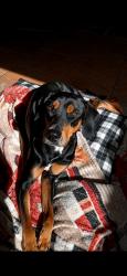 Lost Male Dog last seen Perto do clube italo, Jardim Columbia IV, PR 86707-770