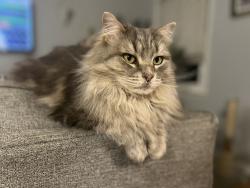 Lost Female Cat last seen Davenport Road, Simpsonville, SC 29680