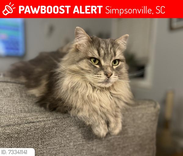 Lost Female Cat last seen Davenport Road, Simpsonville, SC 29680