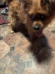Reunited Male Dog last seen W. Harvey, Philadelphia, PA 19144