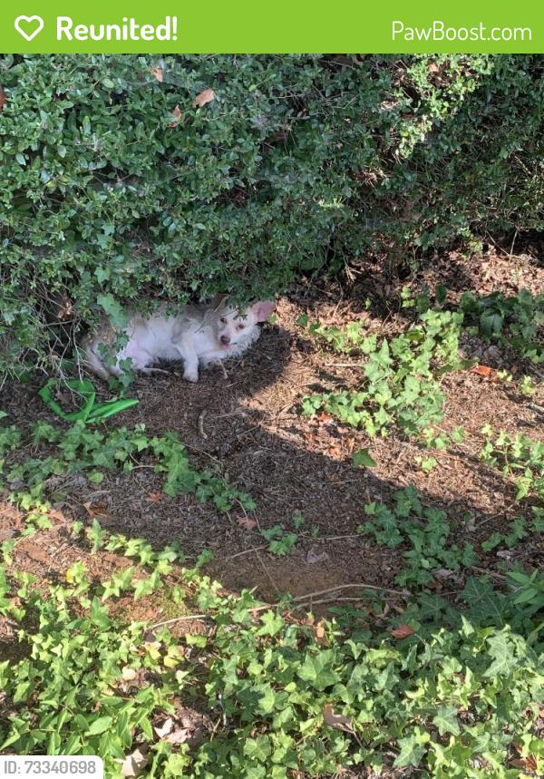 Reunited Male Dog last seen Near Lemans at Lawndale complex, Greensboro, NC 27408