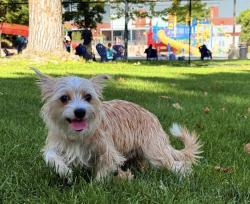 Reunited Female Dog last seen Near n alameda way, Saratoga Springs, UT 84043