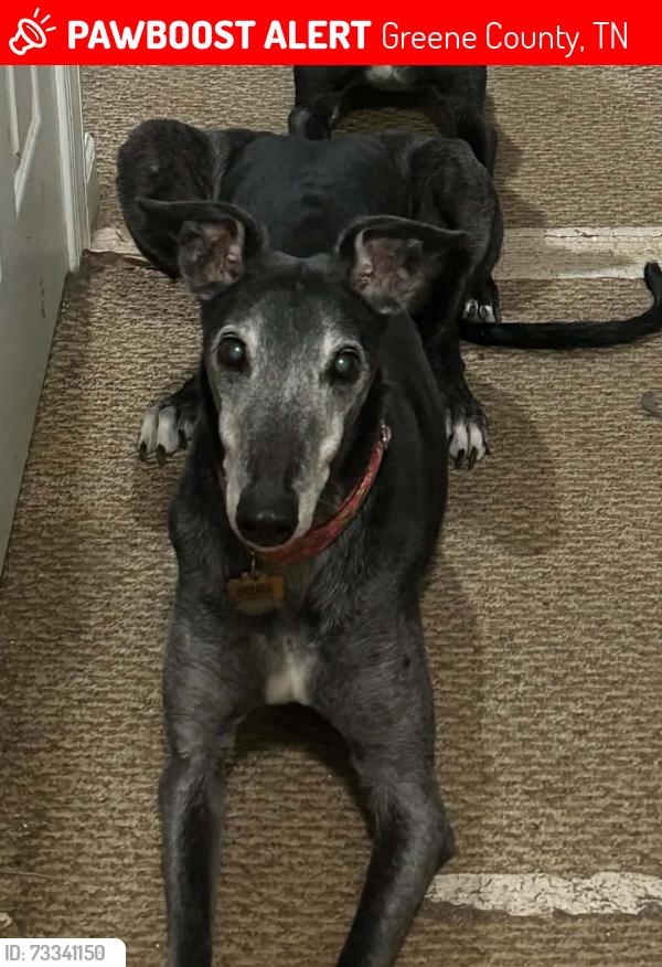 Lost Male Dog last seen West Allen Bridge, Asheville Hwy, Greene County, TN 37743
