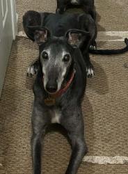 Lost Male Dog last seen West Allen Bridge, Asheville Hwy, Greene County, TN 37743