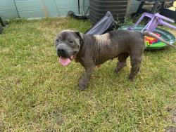 Found/Stray Male Dog last seen Amazon warehouse, Round Rock, TX 78681