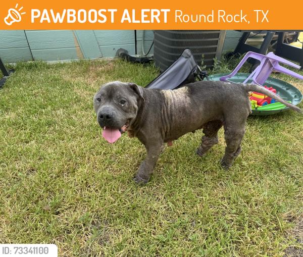 Found/Stray Male Dog last seen Amazon warehouse, Round Rock, TX 78681