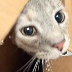 Shelter Stray Female Cat last seen , Animal Care & Control Team of Philly, 111 W Hunting Park Ave, Philadelphia, PA 19140, USA