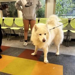 Shelter Stray Male Dog last seen , Animal Care & Control Team of Philly, 111 W Hunting Park Ave, Philadelphia, PA 19140, USA
