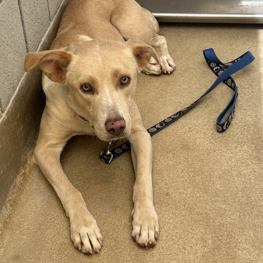 Shelter Stray Male Dog last seen , 4575 E Mesquite Ave, Palm Springs, CA 92264, USA
