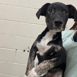 Shelter Stray Female Dog last seen , 2350 Appling City Cove, Memphis, TN 38133, USA