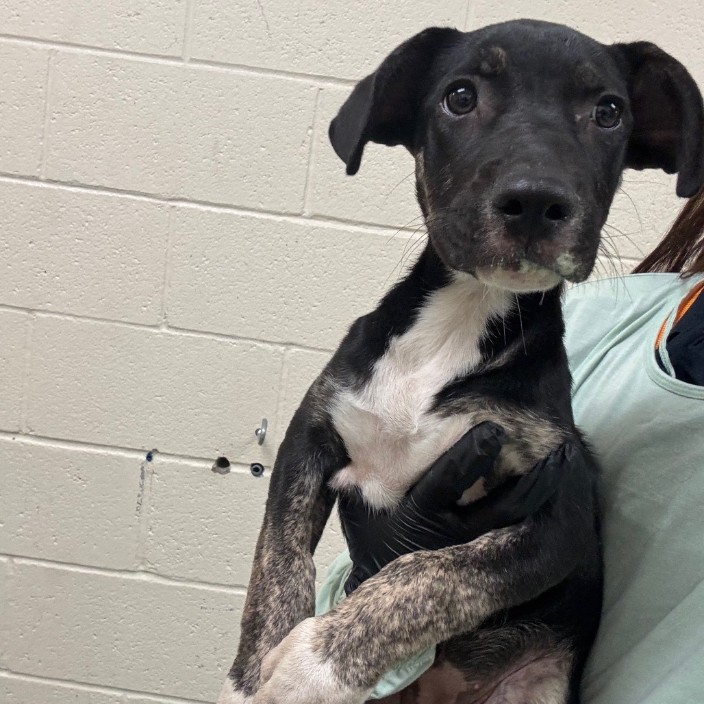 Shelter Stray Female Dog last seen , 2350 Appling City Cove, Memphis, TN 38133, USA