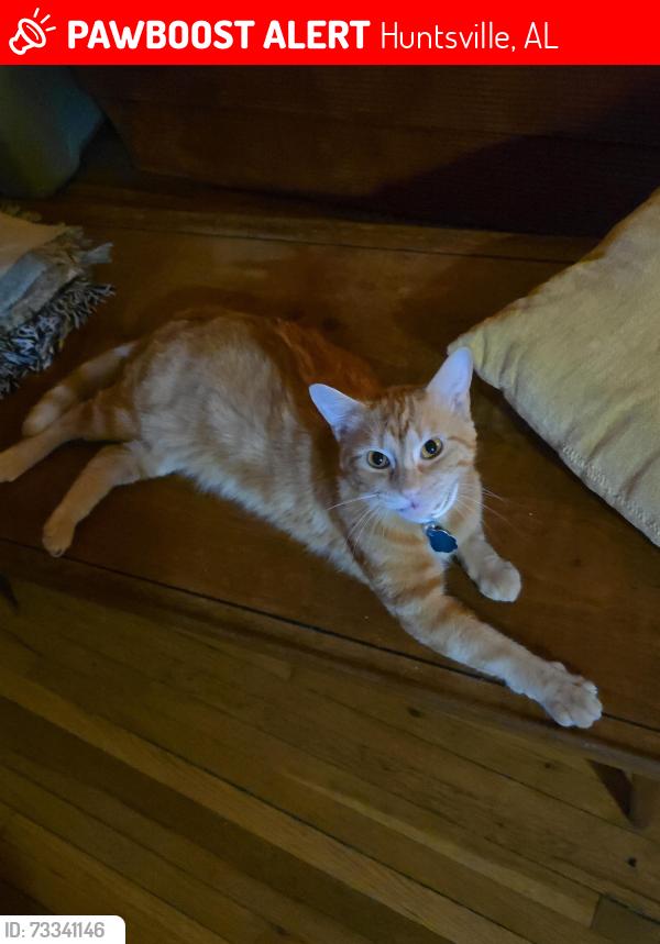 Lost Male Cat last seen Greene street parking garage, Huntsville, AL 35801