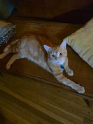 Lost Male Cat last seen Greene street parking garage, Huntsville, AL 35801