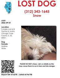 Lost Female Dog last seen Waller and Thomas, Chicago, IL 60651