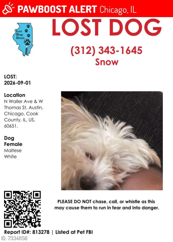 Lost Female Dog last seen Waller and Thomas, Chicago, IL 60651