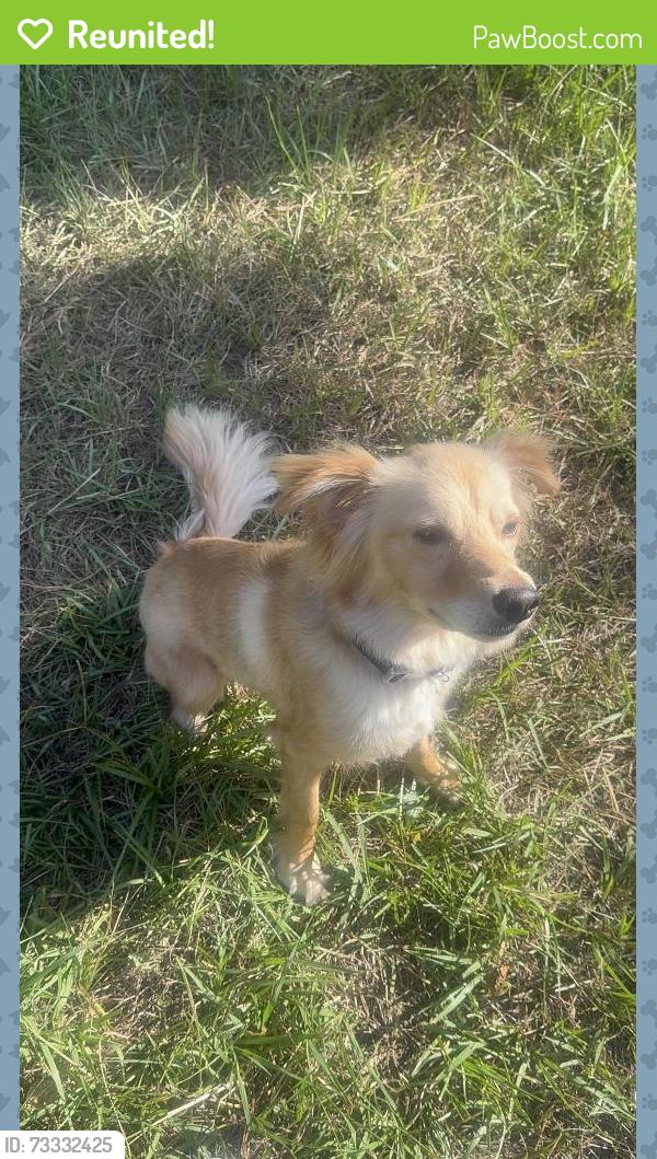 Reunited Male Dog last seen northbend living apmts, Houston, TX 77014