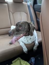 Found/Stray Male Dog last seen Woodstock, Pasco County, FL 34668