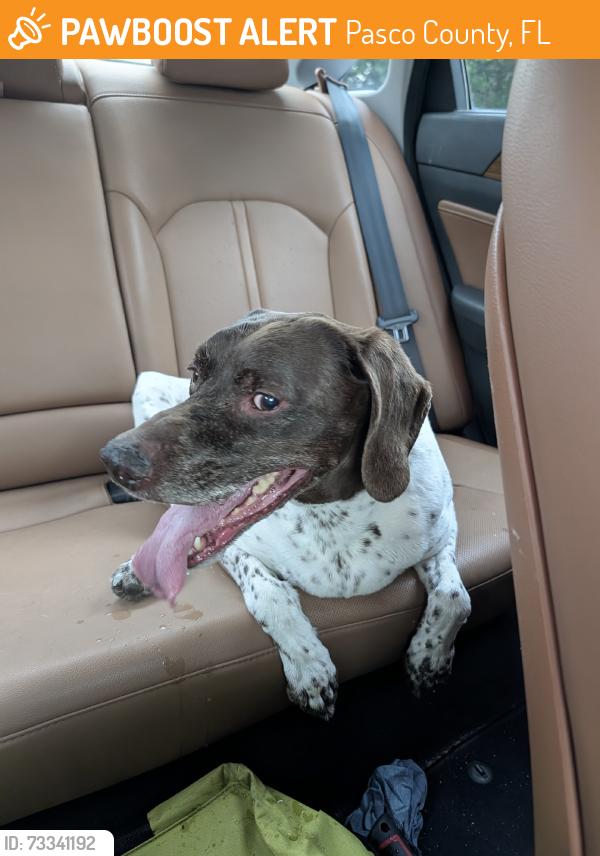 Found/Stray Male Dog last seen Woodstock, Pasco County, FL 34668