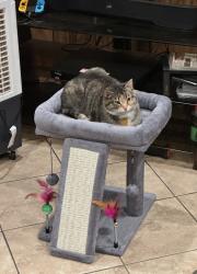 Lost Female Cat last seen 112th and Irma, Northglenn, CO 80233