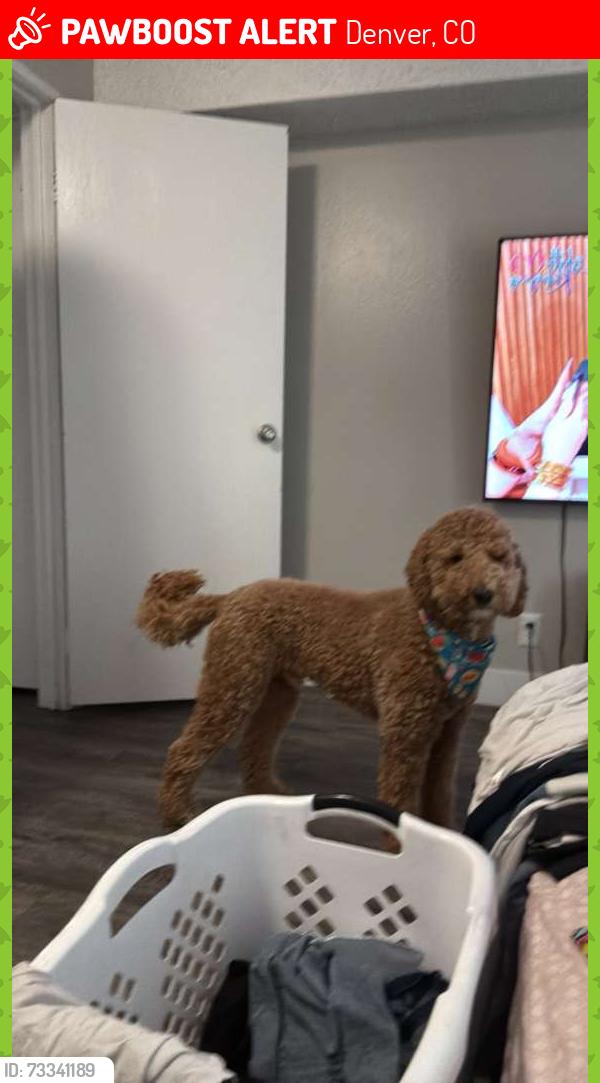 Lost Male Dog last seen Quebec oneida, Denver, CO 80224