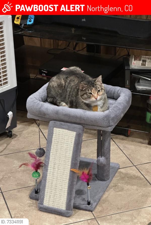 Lost Female Cat last seen 112th and Irma, Northglenn, CO 80233