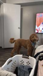 Lost Male Dog last seen Quebec oneida, Denver, CO 80224