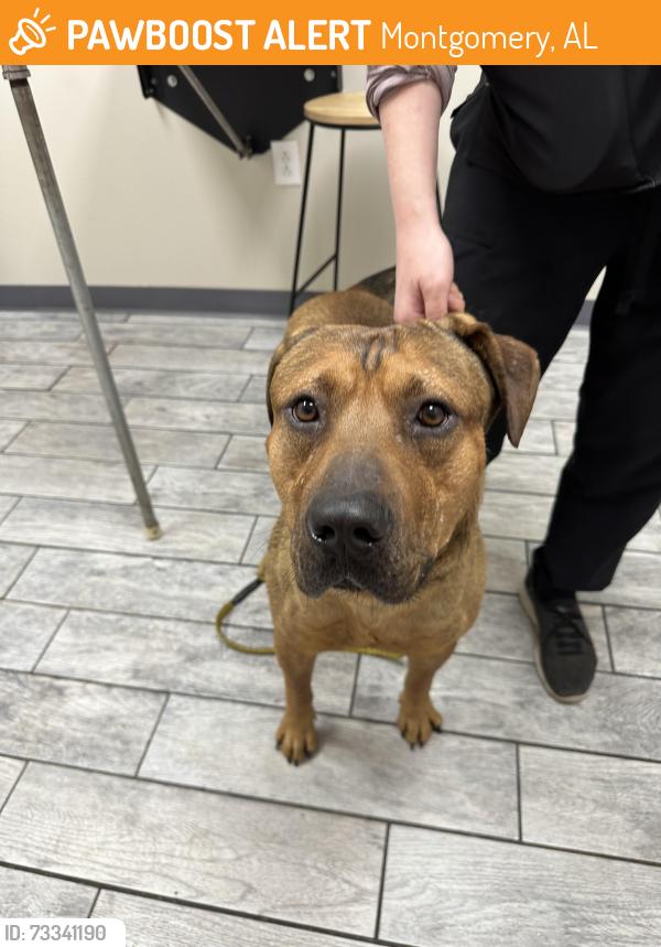 Found/Stray Male Dog last seen East Montgomery, Montgomery, AL 36104