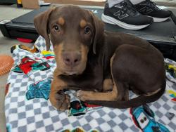 Found/Stray Male Dog last seen Demaree Street and Ave 320, Visalia, CA 93291