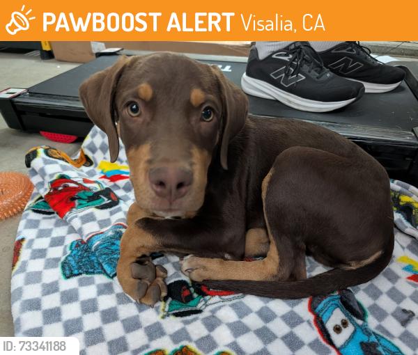 Found/Stray Male Dog last seen Demaree Street and Ave 320, Visalia, CA 93291