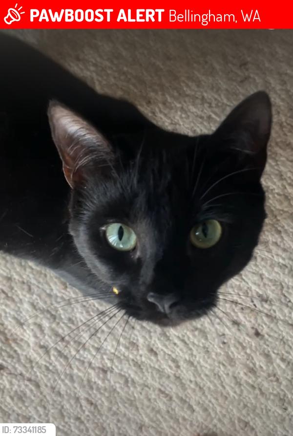 Lost Female Cat last seen Railroad Trail, Bellingham, WA 98226