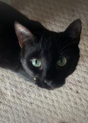 Lost Female Cat last seen Railroad Trail, Bellingham, WA 98226