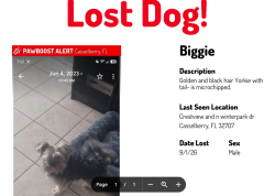 Reunited Male Dog last seen Crestview Dr, Casselberry, FL 32707, USA, Casselberry, FL 32707