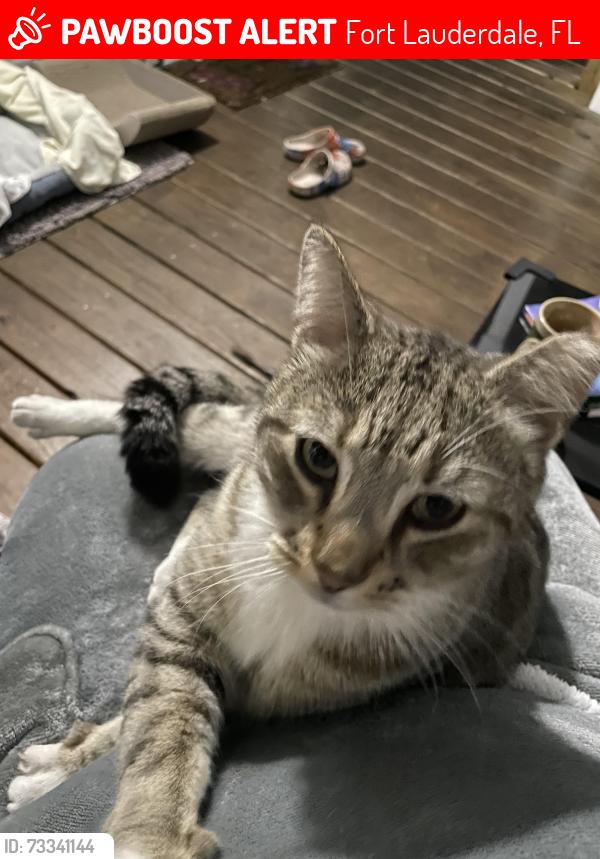 Lost Female Cat last seen Lakeshore Dr, Teakwood ave, Fort Lauderdale, FL 33312