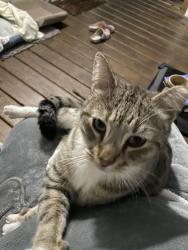Lost Female Cat last seen Lakeshore Dr, Teakwood ave, Fort Lauderdale, FL 33312