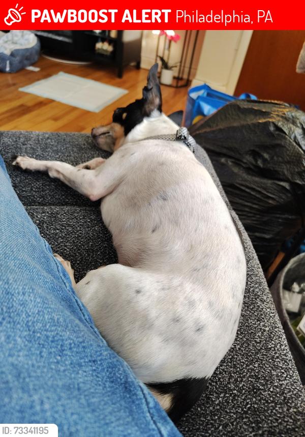 Lost Male Dog last seen on handcock street, Philadelphia, PA 19133