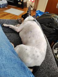 Lost Male Dog last seen on handcock street, Philadelphia, PA 19133