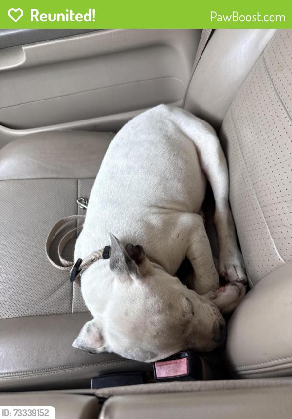 Reunited Female Dog last seen Vineyard ave, Oxnard, CA 93036