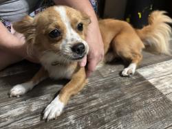 Found/Stray Male Dog last seen Dawn heights, Lakeland, FL 33801