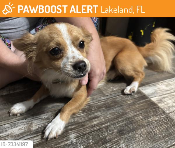 Found/Stray Male Dog last seen Dawn heights, Lakeland, FL 33801