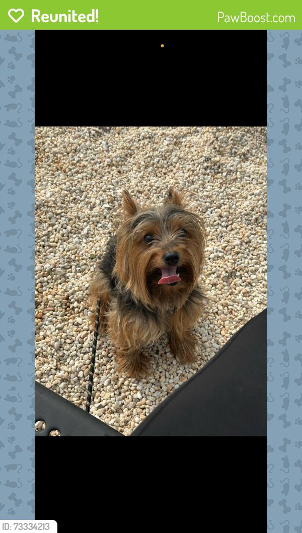 Reunited Male Dog last seen Near glenmore, Philadelphia, PA 19142